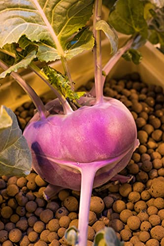 Hydroton 10L Original Expanded Clay Pebbles