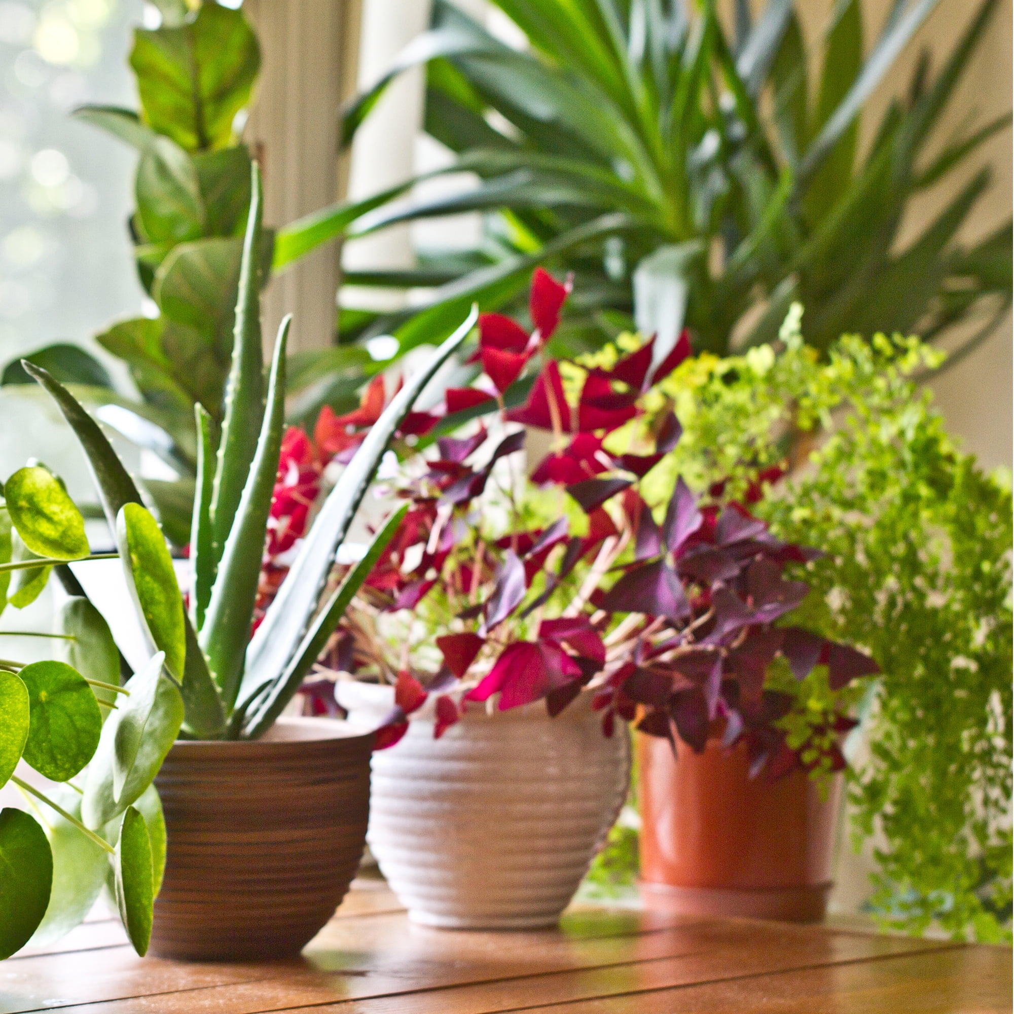 Affordable 9 Watt LED Grow Light for Plants