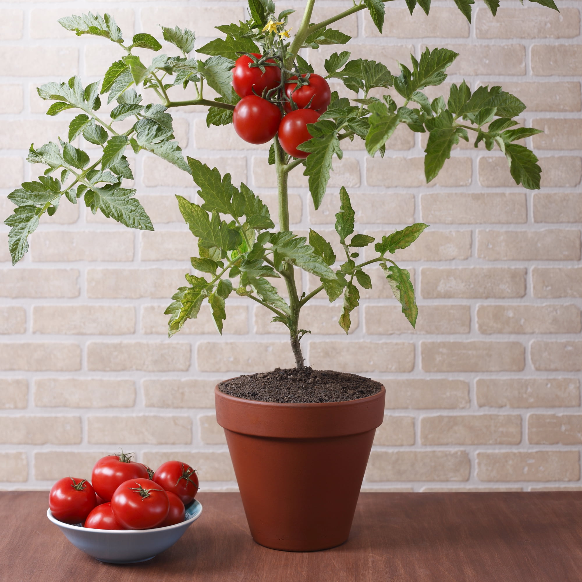 Affordable 9 Watt LED Grow Light for Plants