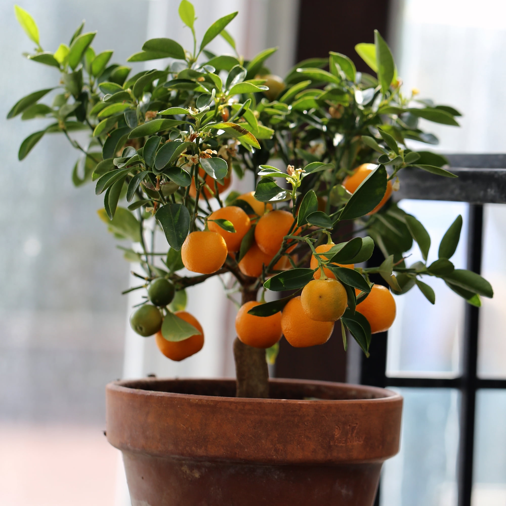 Affordable 9 Watt LED Grow Light for Plants