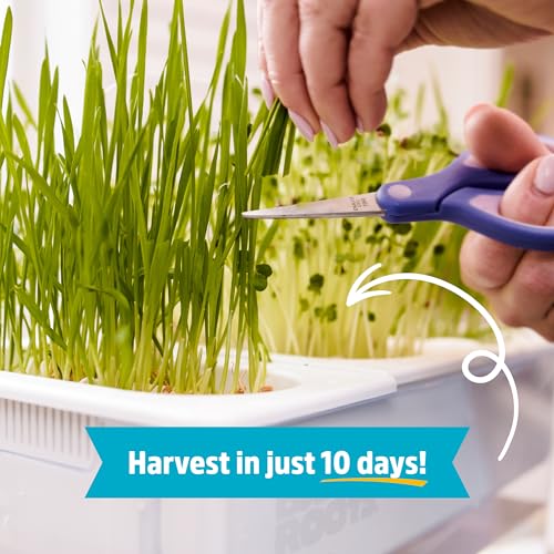 Back to the Roots Assorted Flower and Herb Kit