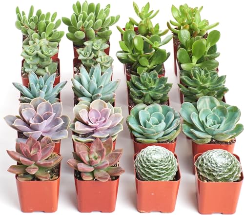 Assorted Mini Succulent Plant Pack for Weddings