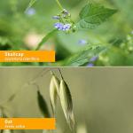 Herb Pharm Nervous System Calming Herbal Tonic