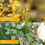 Herb Pharm Nervous System Calming Herbal Tonic