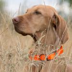 Dogline Biothane Waterproof Dog Collar Strong Coated Nylon Webbing with Black Hardware Odor- Proof for Easy Care Easy to Clean High Performance Fits Small Medium or Large Dogs, Hunter Orange