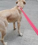 SUNNQ 2-Pack Reflective Leash 6ft - Nylon Leashes for Small, Medium, Large Dogs, Puppies, Cats - 6ft Training Leash with D Ring (Black, 1" X 6FT(2-Pack))