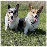 BTINESFUL 7ft Slip Lead Dog Leash, Strong Nylon Rope Leash, 1/4" Dog Training Lead for Small Medium Dogs, 14+ Colors (1/4" * 7 FT, Black)