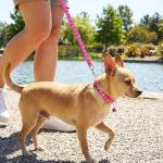 3 Pcs Dog Collar and Leash Set, Adjustable Puppy Collar and Leash, Puppy Collars with Paw Print, Dog Collars and Leashs for Small Dogs, Quick Release Buckle Adjustable Rope for Pets (Pink Black Blue)