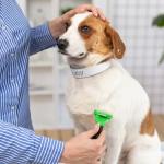 Adjustable 20-Inch Waterproof Puppy ID Collars - 500 Count