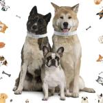 Adjustable 20-Inch Waterproof Puppy ID Collars - 500 Count