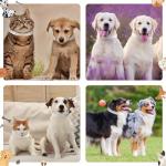 Adjustable 20-Inch Waterproof Puppy ID Collars - 500 Count