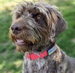 LYP Soundless Slide-On Collar Dog ID Tag - Designer Deep Engraved Silicone – Engraving Will Last - Pet ID Tags, Dog Tags, Cat Tags (Paw - Hot Pink, Large)