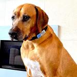 LYP Soundless Slide-On Collar Dog ID Tag - Designer Deep Engraved Silicone – Engraving Will Last - Pet ID Tags, Dog Tags, Cat Tags (Paw - Hot Pink, Large)