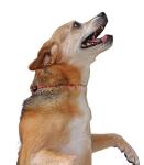 National Leash Mountain Rope Dog ID Collar- Tulip Red - Small (10"-16") Ultra Lite