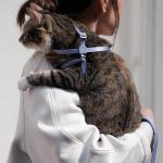 BuddyArmor Cat Harness and Leash 2-in-1, Escape Proof Anti-Chocking Harness Adjustable Lighweight Leash for Walking Outoor Training for Kitten Small Large Cats Puppy, US IDA Bronze Award (Linen)