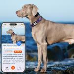 ilFindYou Reflective Dog Collar with QR Code Tag, Personalized Dog Collar, Safety Night Visibility, Anti-Loss Function (Purple, Medium)
