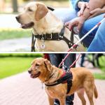 Leash King 1" Service Dog Tag Double Sided Federal Protection with Red Medical Alert Symbol Pet ID Tags .Easily attach to Collar Harness Vest Dog Service Tag with Solid Quick Clip