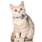 Personalized Breakaway Cat Collar with ID Tag