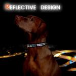 ilFindYou Reflective Dog Collar with QR Code Tag, Personalized Dog Collar, Safety Night Visibility, Anti-Loss Function (Purple, Medium)