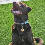 Leash King 1" Service Dog Tag Double Sided Federal Protection with Red Medical Alert Symbol Pet ID Tags .Easily attach to Collar Harness Vest Dog Service Tag with Solid Quick Clip