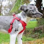 Best Pet Supplies Voyager Adjustable Step-in Flex Breathable Mesh Dog Harness for Small Medium Large Dogs (Red), S