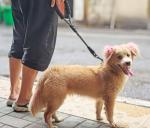 Mycicy Short Dog Leash- 18 Inch Traffic Rope Dog Leash with Padded Handle- 1/2” Strong Nylon Tab for Medium Large Dogs Training Walking (Black)