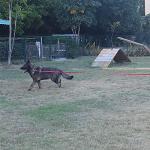 Dog/Puppy Obedience Recall Training Agility Lead - 15ft 20ft 30ft 40ft 50ft Training Leash - Great for Play, Camping, or Backyard - Red 20ft (20Feet, Red)