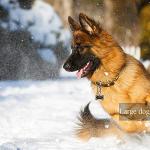 IVIA Pet Dog Tag Clips - 2 Pack, Stainless Steel