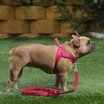 Adjustable No-Pull Dog Harness with Reflective Safety