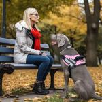 Custom Reflective Service Dog Vest with Patches