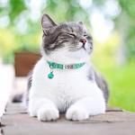 Personalized Reflective Cat Collars with Name Tags