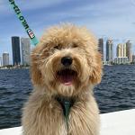 Personalized Reflective Dog Leash with Pet Name