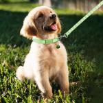 36PCS Adjustable Puppy Paw Print Collar & Leash Set