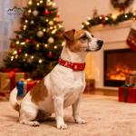 Festive Dog Collar and Leash Set for All Sizes