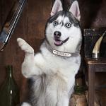 Personalized Reflective Pet Collars with ID Tags