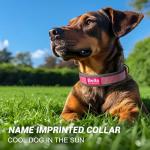 Personalized Reflective Dog Collar with Name & Phone Number