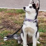 Personalized Reflective Pet Collars with ID Tags