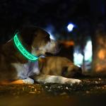 Personalized Reflective Dog Collar with Name ID