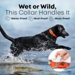 Large Orange Waterproof Dog Collar with Engraved Name Tag