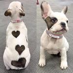 Personalized Reflective Pet Collars with ID Tags