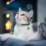 Personalized Reflective Cat Collars with Name Tags