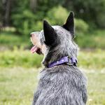 Custom Waterproof Dog Collar with Engraved Nameplate