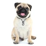 Dog Tag Clips - 12-Piece ID Holder Set