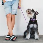 36PCS Adjustable Puppy Paw Print Collar & Leash Set