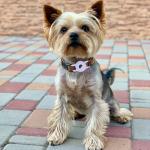 3-Pack Cat Collar Holder for Apple AirTag