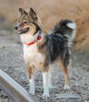 Personalized Silent Rivet-On Pet ID Tag