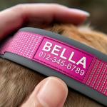 Personalized Reflective Dog Collar with Name & Phone Number