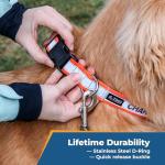 Personalized Reflective Dog Collar with Embroidery