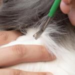 TickCheck Premium Tick Removal Kit with Tweezers