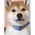 Adjustable Waterproof Dog Collar - Soft & Comfortable